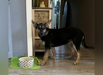 Zelda, hübsch, lieb und aktiv