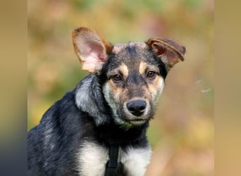 Zelda, hübsch, lieb und aktiv