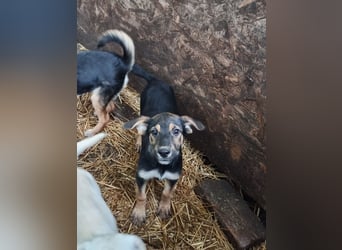 Zelda, hübsch, lieb und aktiv