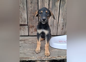 Zelda, hübsch, lieb und aktiv