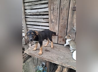 Zelda, hübsch, lieb und aktiv