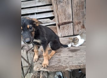 Zelda, hübsch, lieb und aktiv