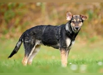 Zelda, hübsch, lieb und aktiv