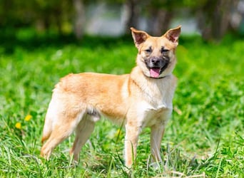 Ruhiges Zuhause für Punsch gesucht