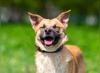 Ruhiges Zuhause für Punsch gesucht