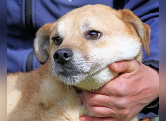 Stanwick - Nachholbedarf