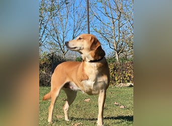 Fortuna - Glück wird mehr, wenn man es teilt