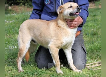 Stanwick - Nachholbedarf