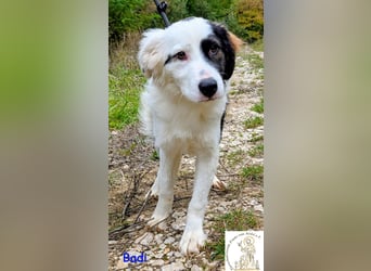 Badi –  mit der besonderen Fellzeichnung