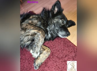 Medena –  die charmante Hündin