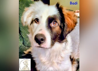 Badi –  mit der besonderen Fellzeichnung