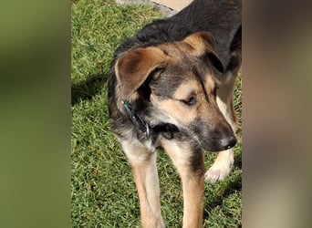 Simon – Jungspund sucht seine Familie