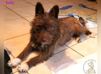 Kelly –  die Frohnatur