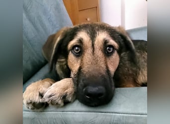 Simon – Jungspund sucht seine Familie