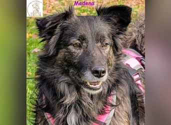 Medena –  die charmante Hündin