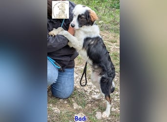 Badi –  mit der besonderen Fellzeichnung