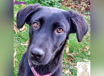 Mona –  das aufgeschlossene Hundemädchen