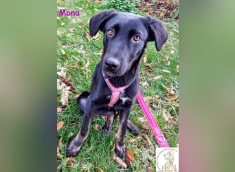 Mona –  das aufgeschlossene Hundemädchen