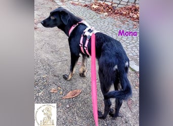 Mona –  das aufgeschlossene Hundemädchen