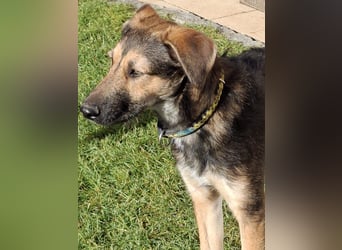 Simon – Jungspund sucht seine Familie