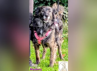 Medena –  die charmante Hündin