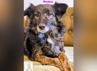 Medena –  die charmante Hündin