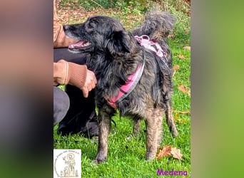 Medena –  die charmante Hündin