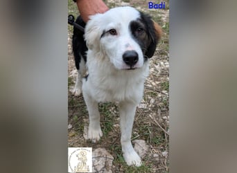 Badi –  mit der besonderen Fellzeichnung