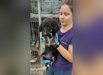 Dottie sucht ihr zu Hause