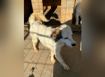 Ohara möchte ein zu Hause