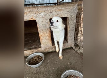 Ohara möchte ein zu Hause