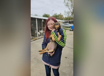 Gila sucht Kuschelplatz