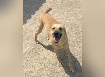 ⭐️PIRA⭐️, sanfte Hündin, 2,5 Jahre, 46 cm, Mischling, Tierschutz