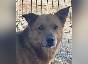 ⭐️FEIVEL⭐️, reizender Knopfaugen-Rüde, 4 Jahre, 46cm, Mischling, Tierschutz