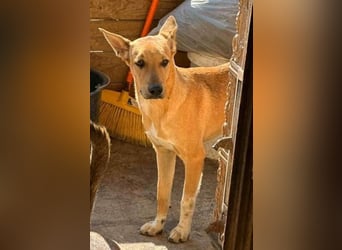 PIRI, sanftmütiger Junghund, Rüde, 2 Jahre, 46 cm, Mischling, Tierschutz