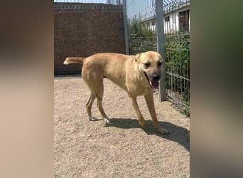 ⭐️PIRA⭐️, sanfte Hündin, 2,5 Jahre, 46 cm, Mischling, Tierschutz