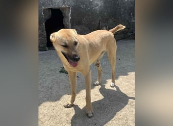 ⭐️PIRA⭐️, sanfte Hündin, 2,5 Jahre, 46 cm, Mischling, Tierschutz