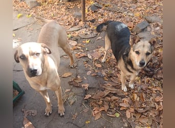 Rocky, lieber Rüde, lebt im Rudel in Rumänien