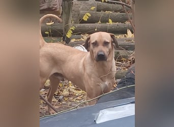 Rocky, lieber Rüde, lebt im Rudel in Rumänien