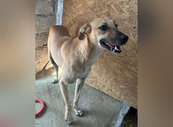 ⭐️PIRA⭐️, sanfte Hündin, 2,5 Jahre, 46 cm, Mischling, Tierschutz