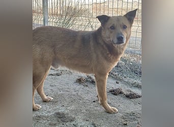 ⭐️FEIVEL⭐️, reizender Knopfaugen-Rüde, 4 Jahre, 46cm, Mischling, Tierschutz