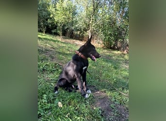 Blacky Tietschutzhund sucht ein Zuhause
