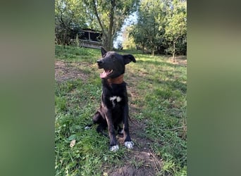 Blacky Tietschutzhund sucht ein Zuhause