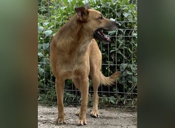 ⭐️FEIVEL⭐️, reizender Knopfaugen-Rüde, 4 Jahre, 46cm, Mischling, Tierschutz