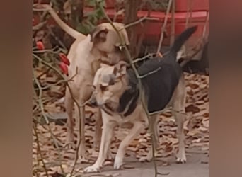 Rocky, lieber Rüde, lebt im Rudel in Rumänien