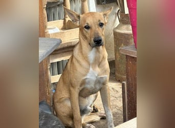 PIRI, sanftmütiger Junghund, Rüde, 2 Jahre, 46 cm, Mischling, Tierschutz