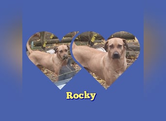 Rocky, lieber Rüde, lebt im Rudel in Rumänien