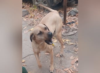 Rocky, lieber Rüde, lebt im Rudel in Rumänien