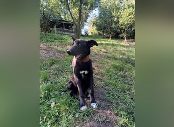 Blacky Tietschutzhund sucht ein Zuhause