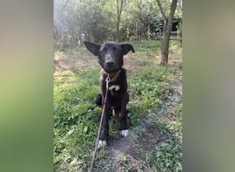 Blacky Tietschutzhund sucht ein Zuhause
